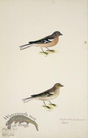 70 Swedish Birds . Fringilla coelebs, Chaffinch, M.F